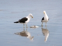 whangarei (31)